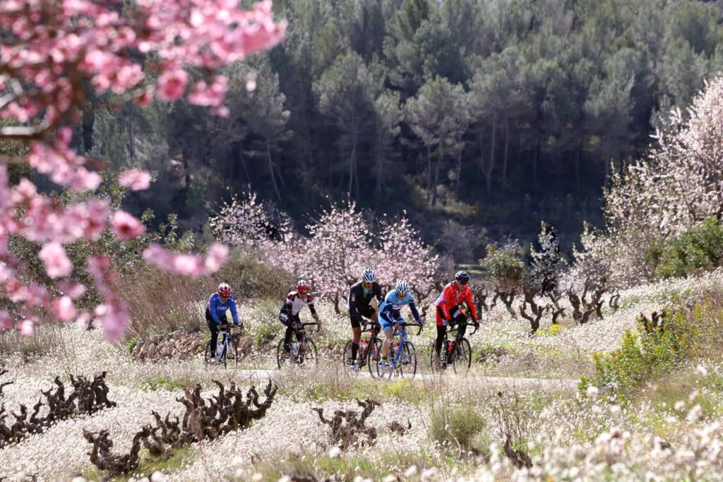 Het sneeuwt bloesem op Ibiza